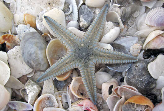 Image of Astropectinidae Gray 1840