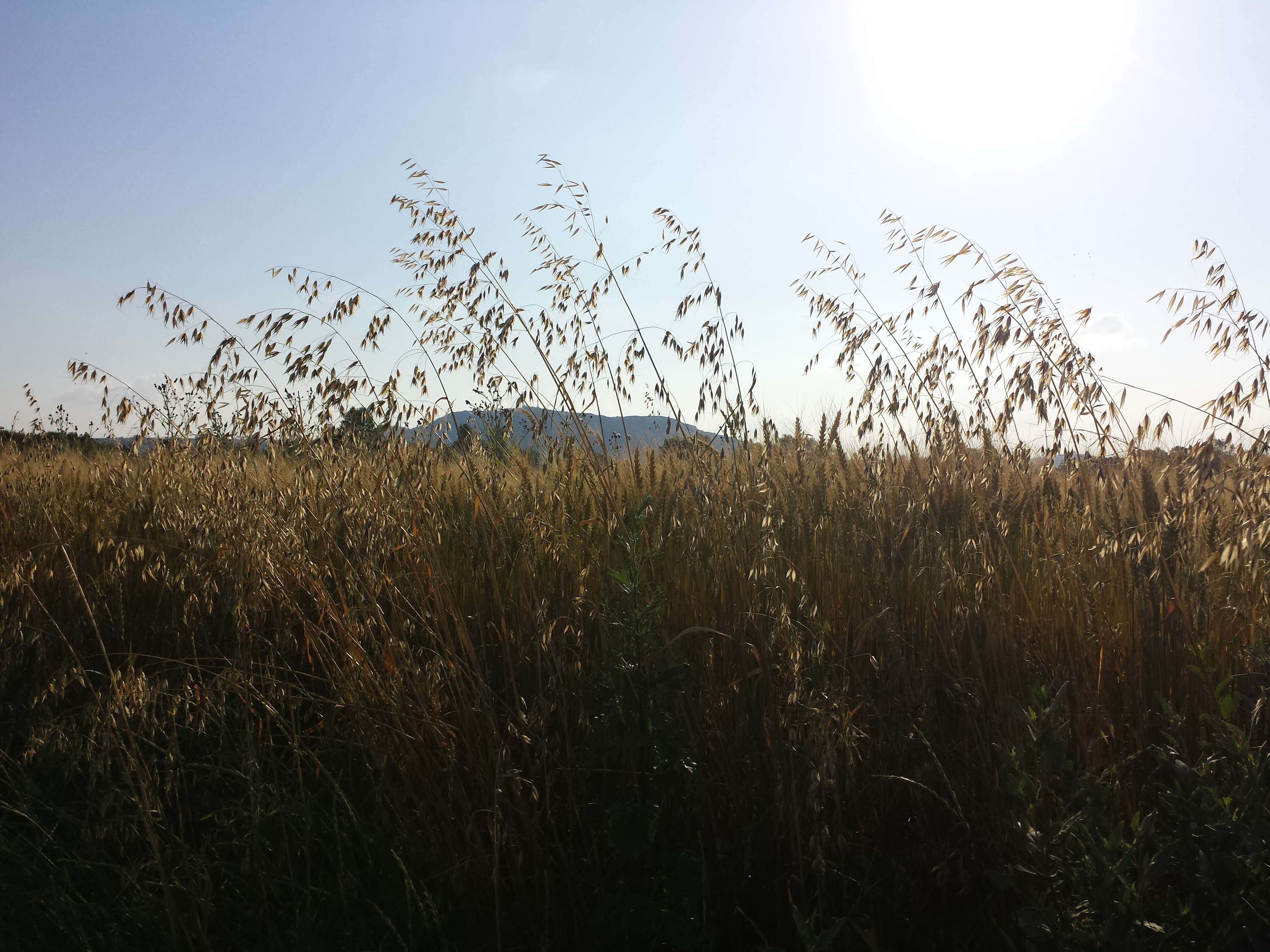 Image of wild oat