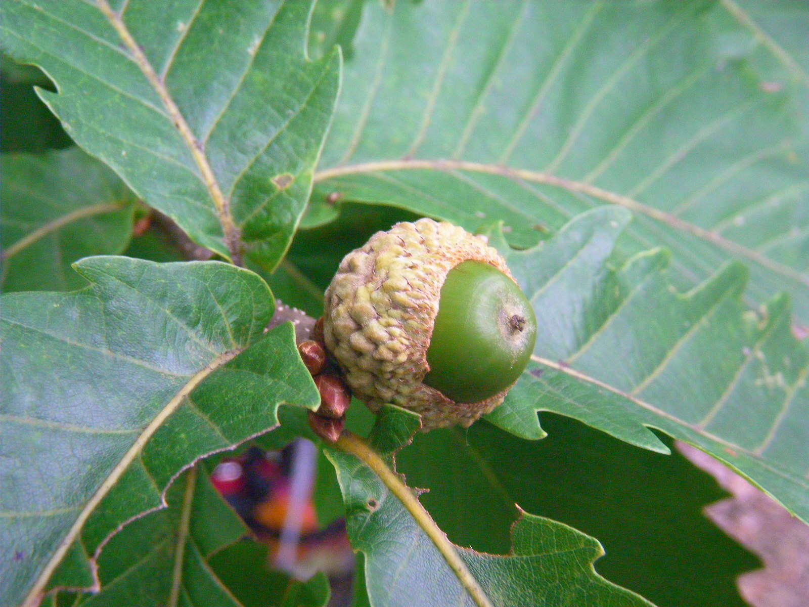 صورة Quercus mongolica subsp. crispula (Blume) Menitsky