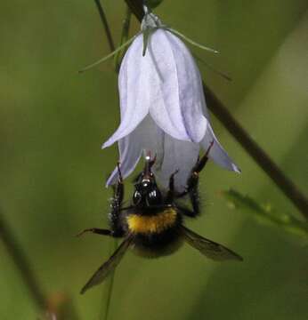 Image of Bombus soroeensis (Fabricius 1776)