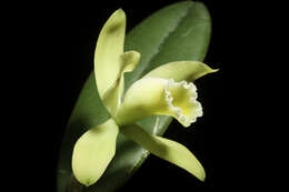 Image of Cattleya luteola Lindl.