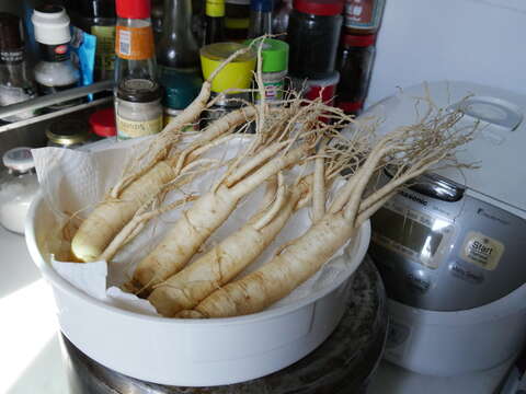 Image of Chinese ginseng