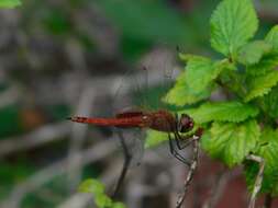 Tramea abdominalis (Rambur 1842) resmi