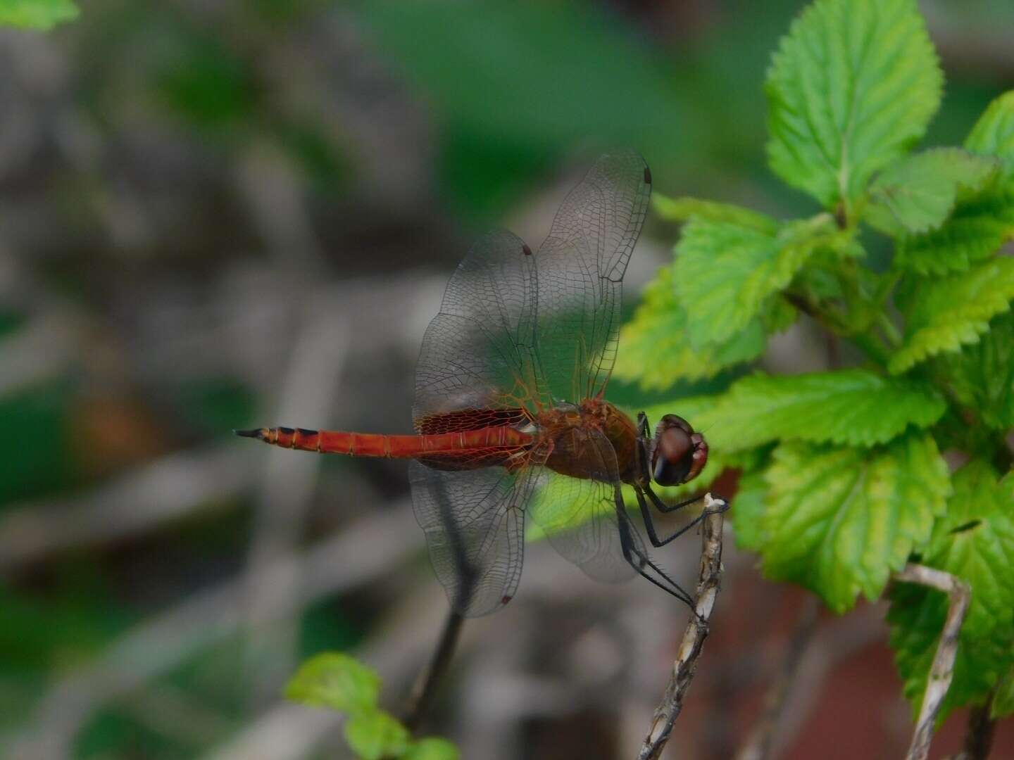 Tramea abdominalis (Rambur 1842) resmi