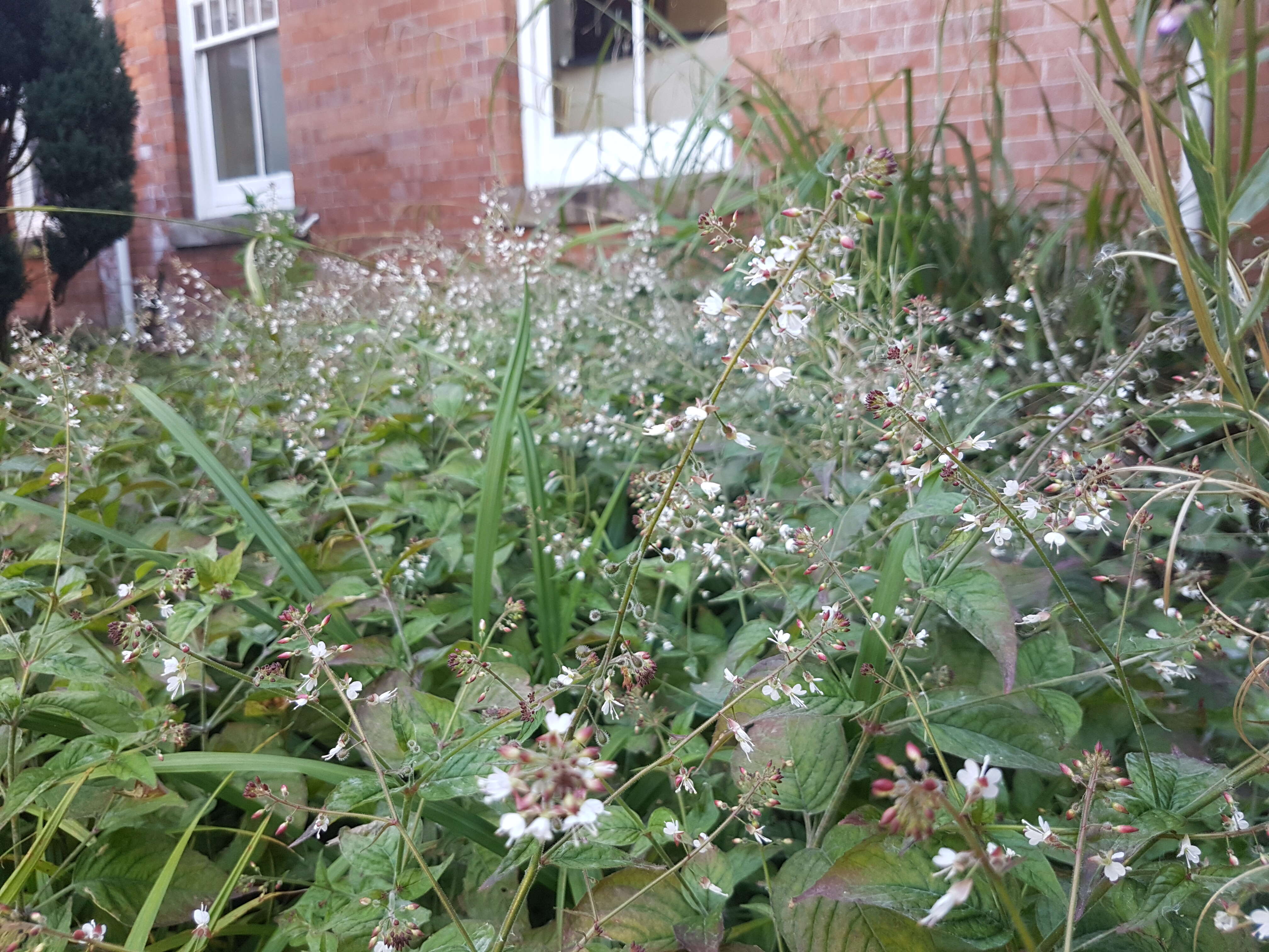 Image of broadleaf enchanter's nightshade