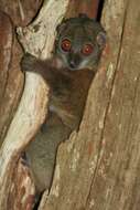 Lepilemur sahamalaza Andriaholinirina, Fausser, Roos, Zinner, Thalmann, Rabarivola & Ravaoarimanana et al. 2017的圖片