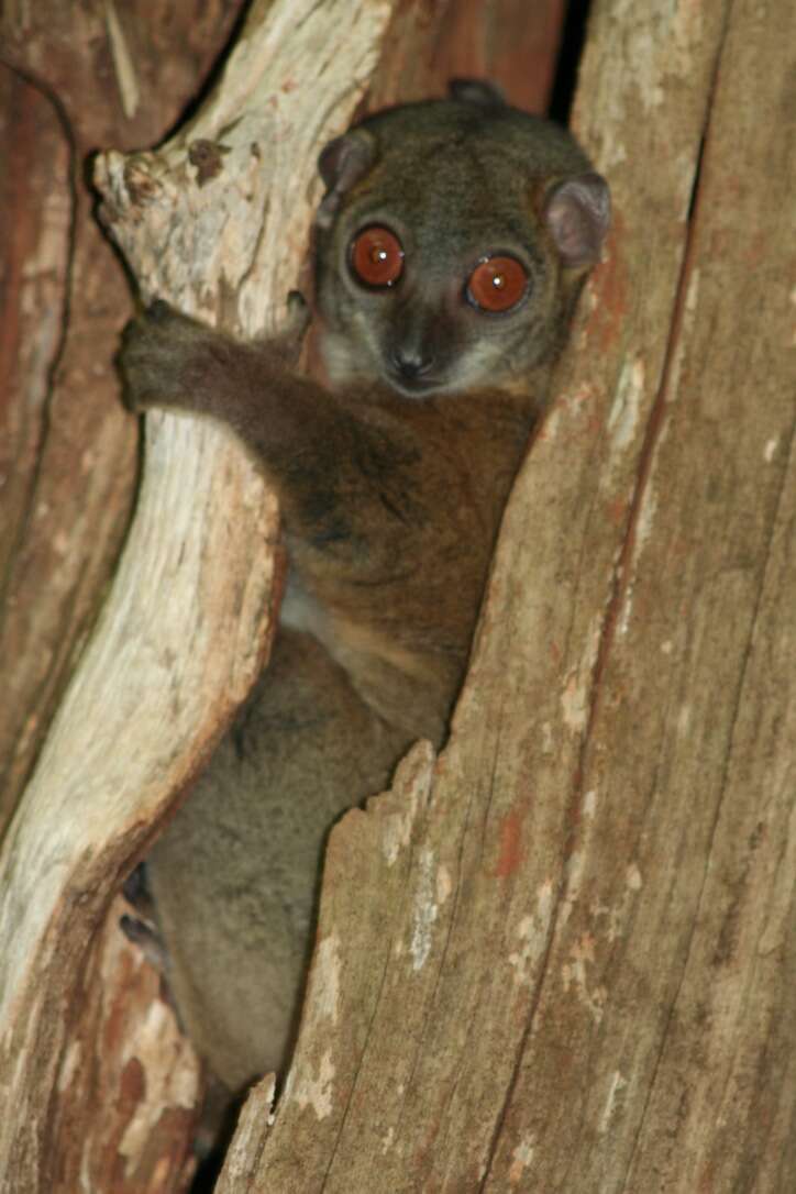 Lepilemur sahamalaza Andriaholinirina, Fausser, Roos, Zinner, Thalmann, Rabarivola & Ravaoarimanana et al. 2017的圖片