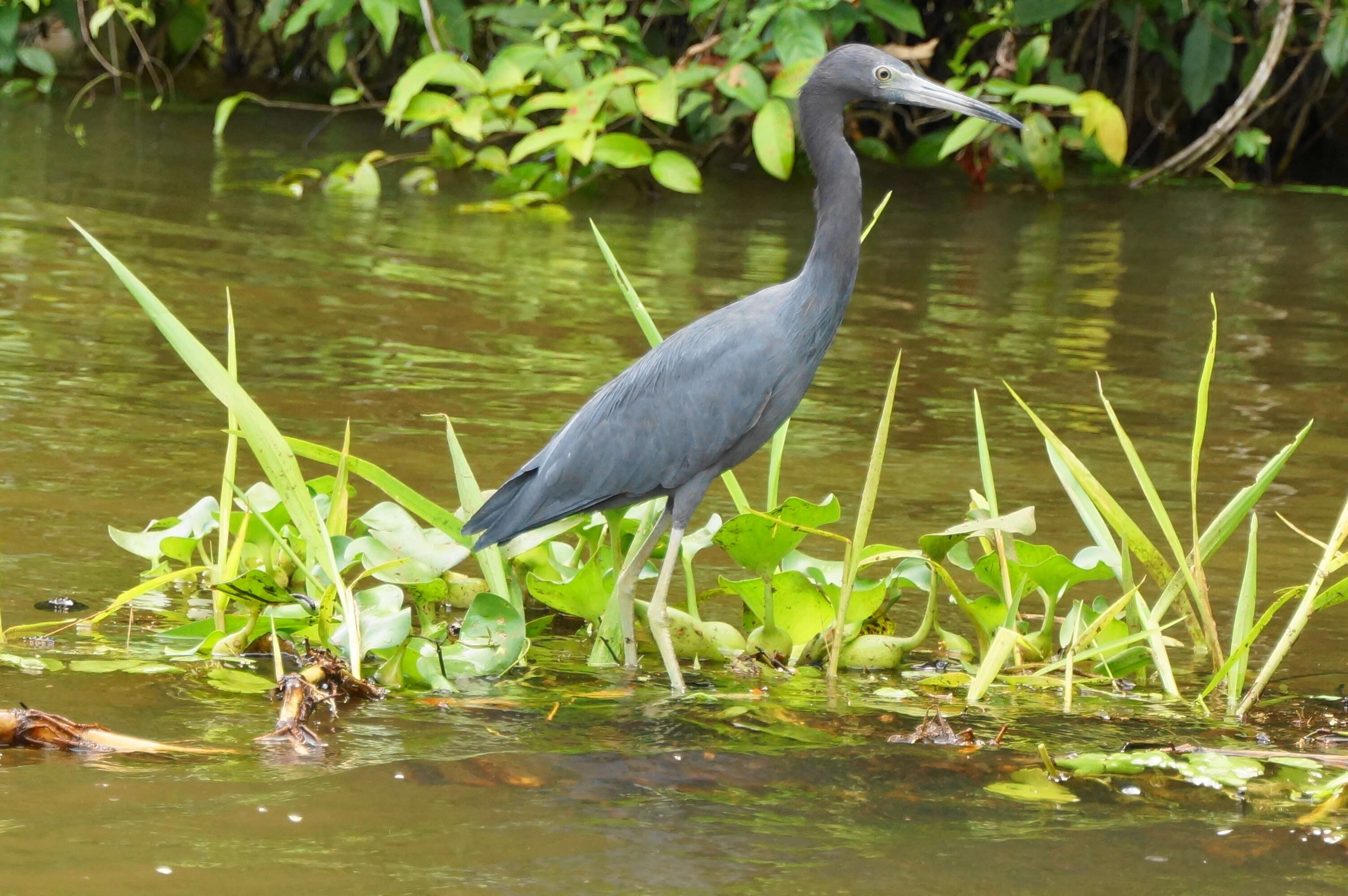 Image of Little Blue Heron