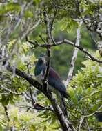 Image of Kererū