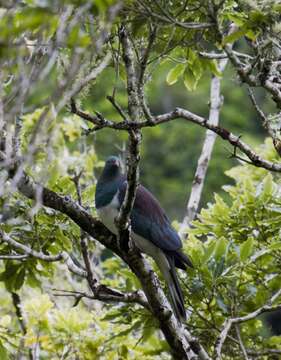 Image of Kererū