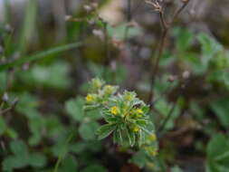 Image of Sibbaldia parviflora Willd.