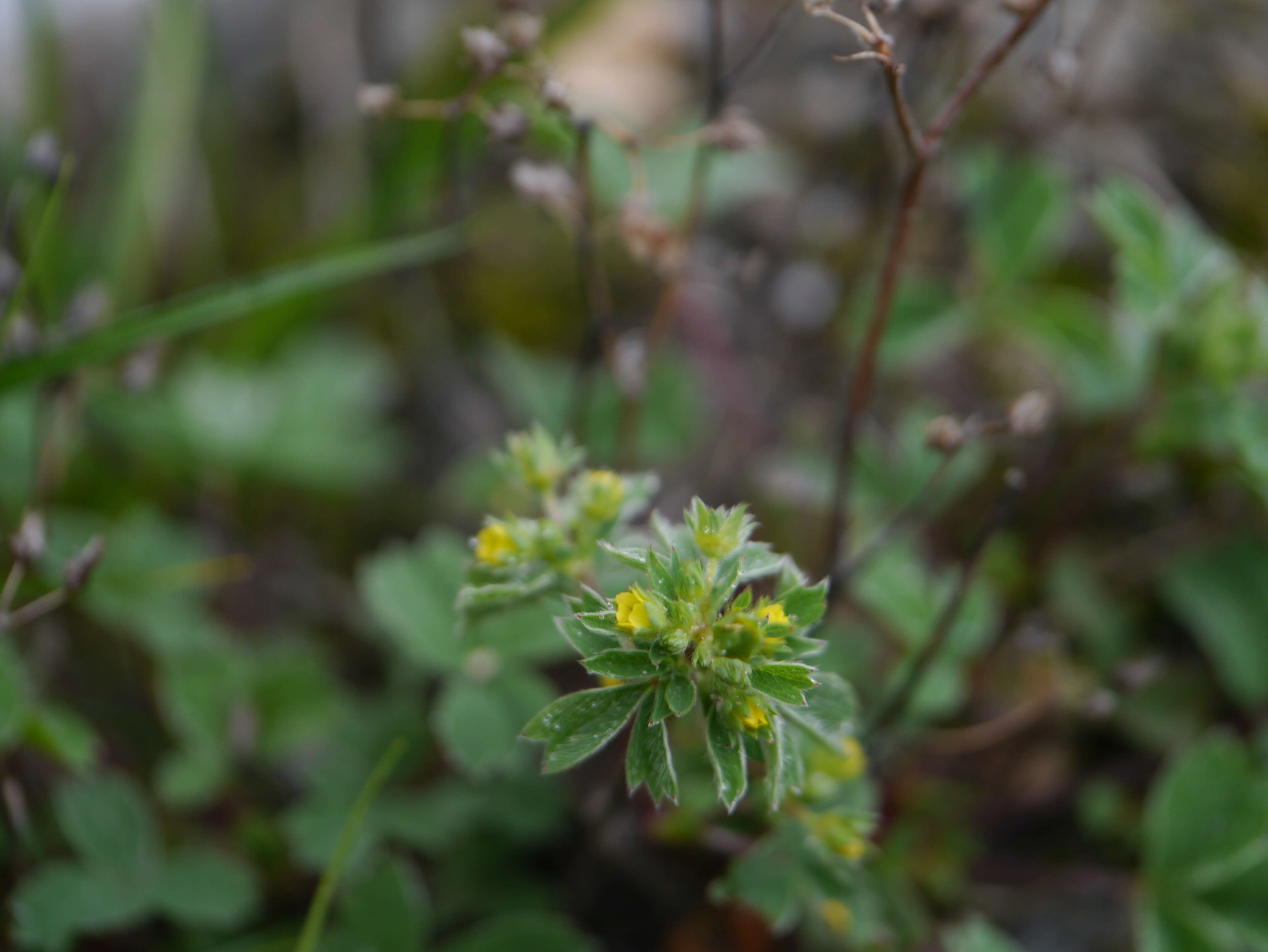 Image of Sibbaldia parviflora Willd.