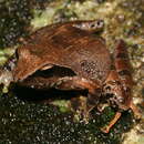 Image of Günther’s frog