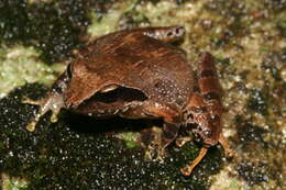 Image of Günther’s frog