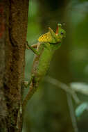 Image of LyreShead Lizard