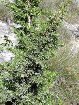 Image of Common Juniper