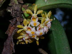 Imagem de Gastrochilus obliquus (Lindl.) Kuntze