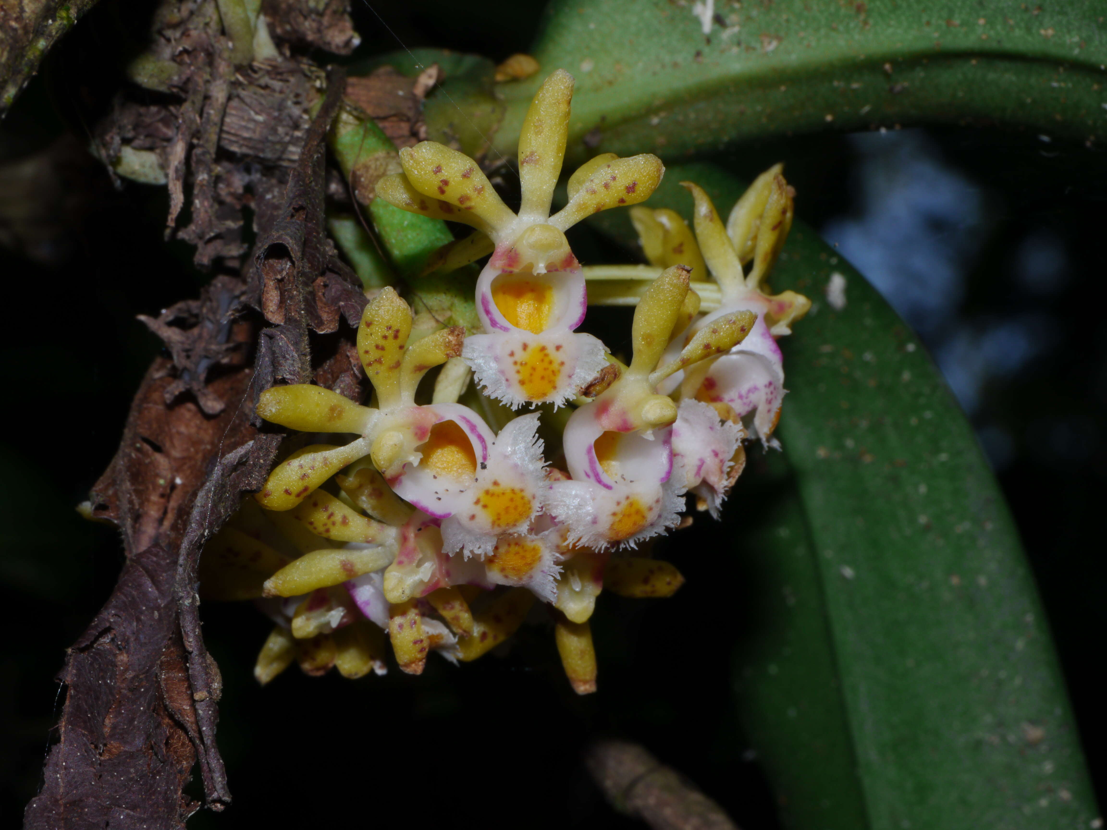 Imagem de Gastrochilus obliquus (Lindl.) Kuntze