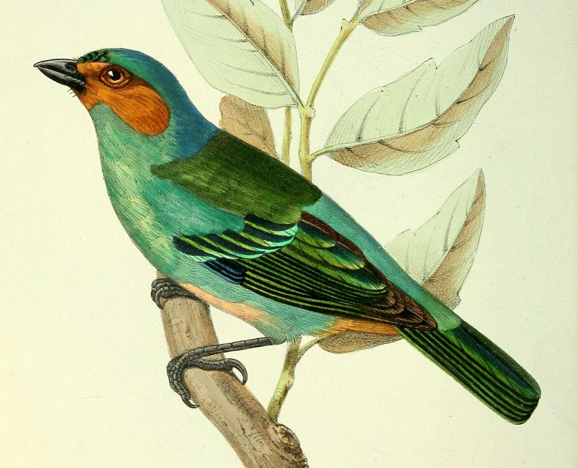 Image of Rufous-cheeked Tanager