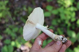 Image of Royal Fly Agaric