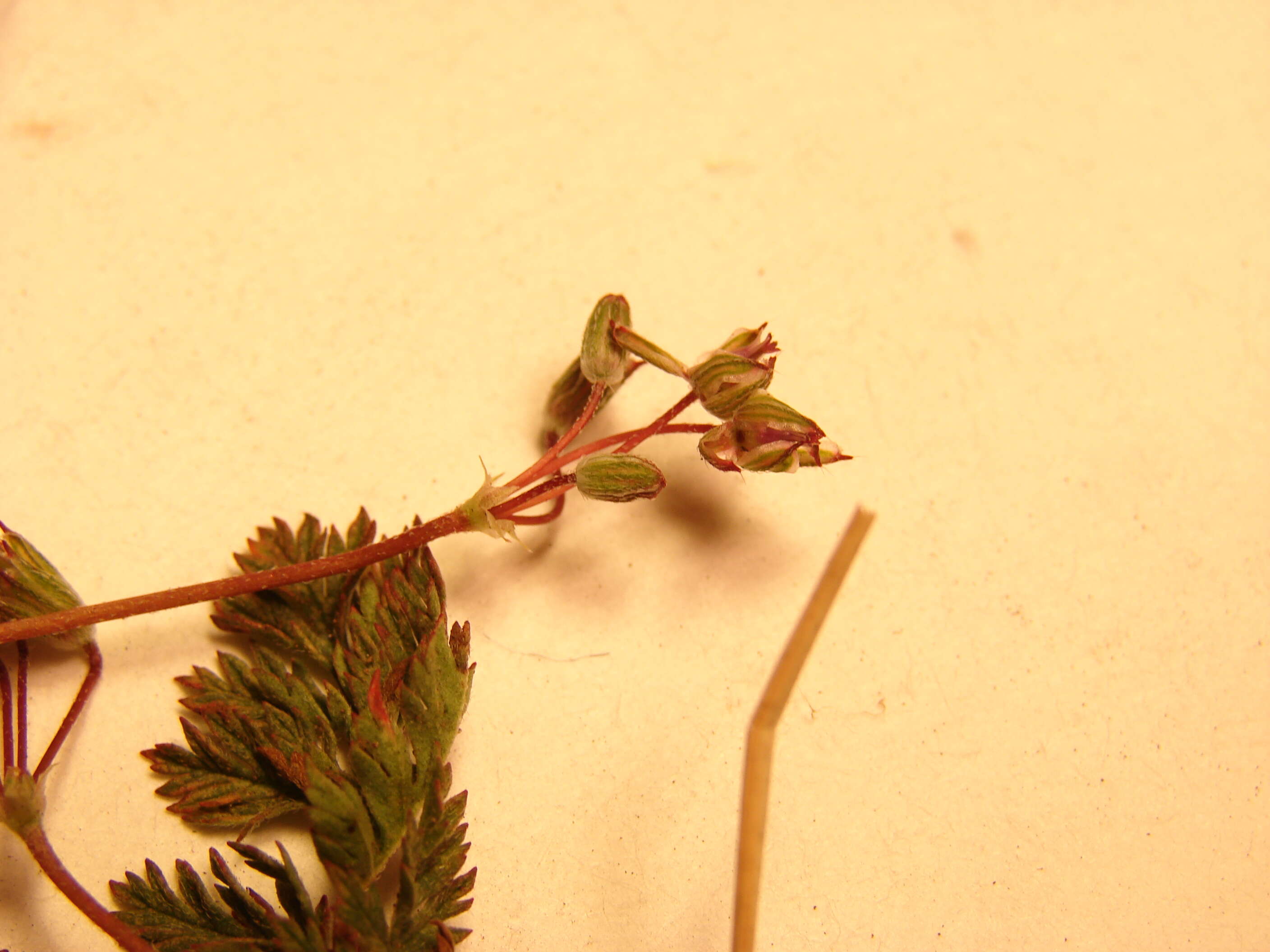 Image of Common Stork's-bill