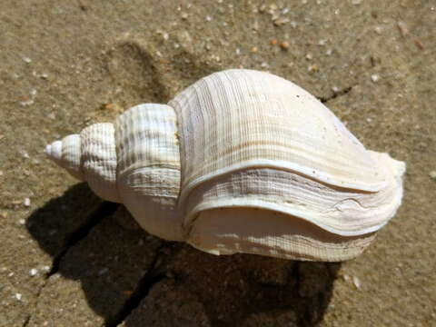 Image of Common whelk