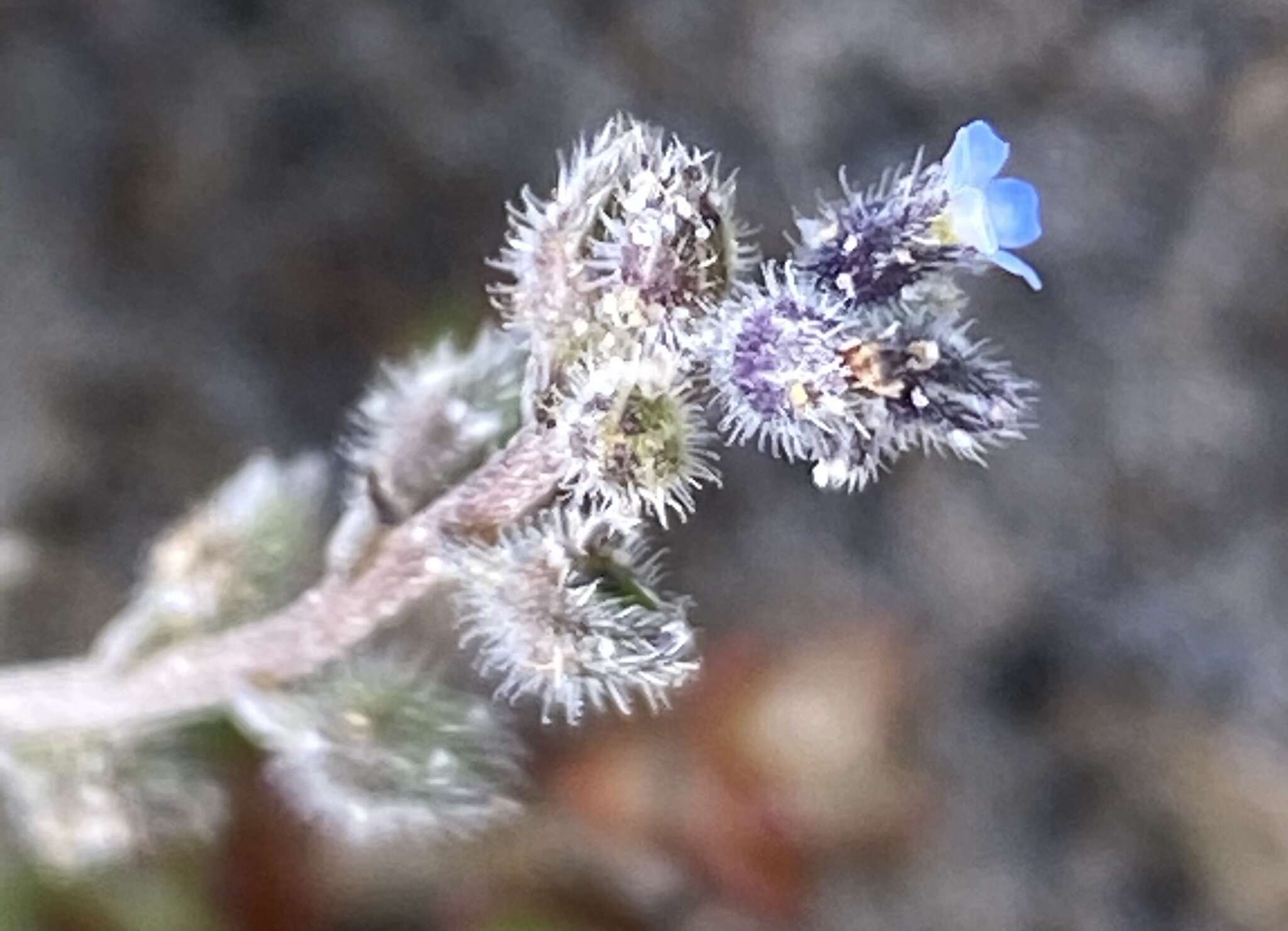 Image of Early Forget-me-not