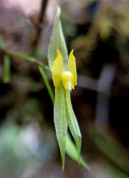 Image de Lepanthes kokonuko