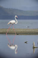 Imagem de Phoenicopterus roseus Pallas 1811