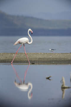 Imagem de Phoenicopterus roseus Pallas 1811