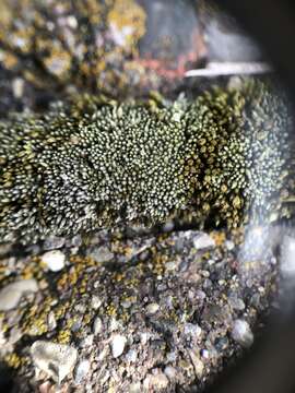 Image of silvergreen bryum moss