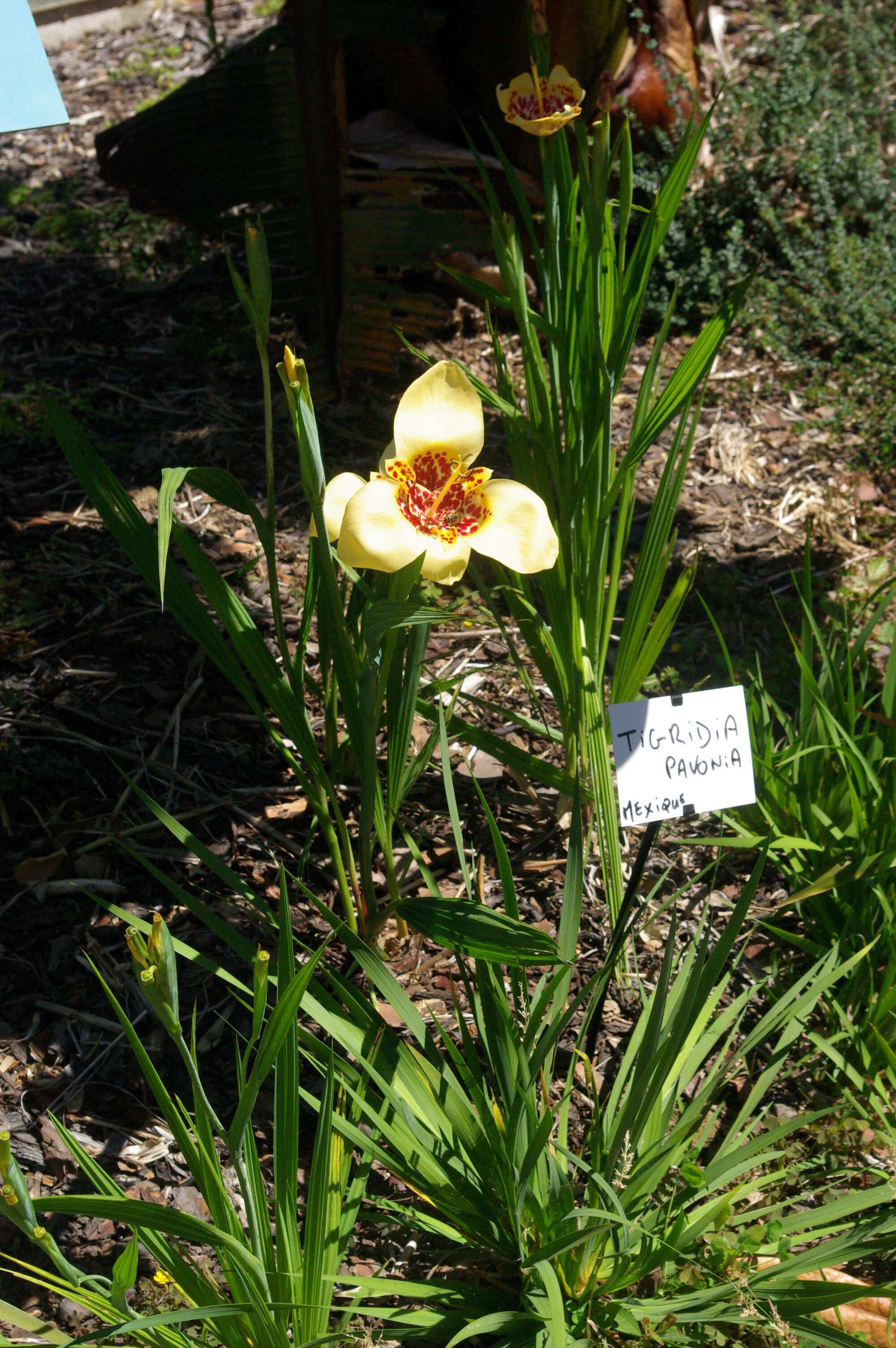 Image of Mexican Shellflower