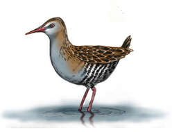 Image of Austral Rail