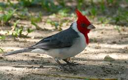 Image of Red-crested Cardinal