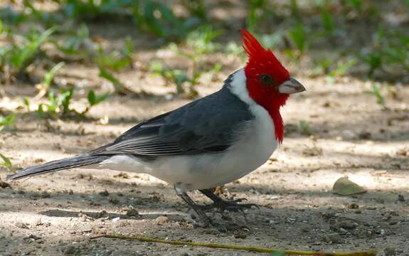 Image of Red-crested Cardinal