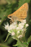 Atalopedes campestris Boisduval 1852 resmi