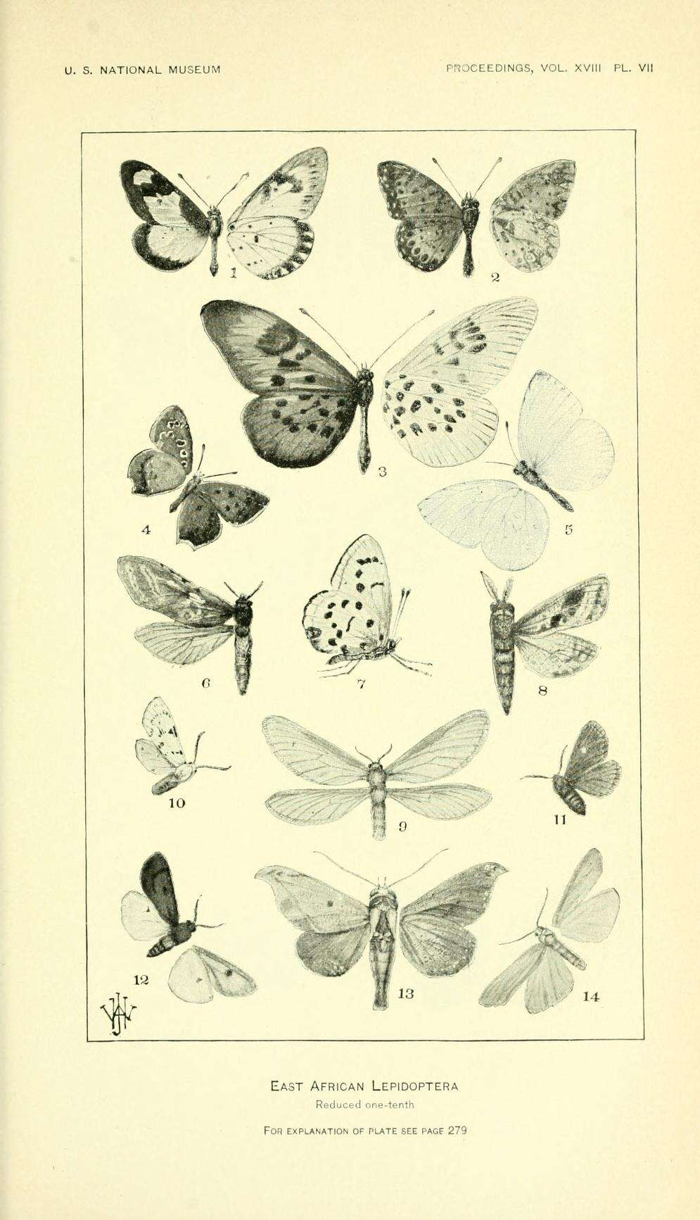 Слика од Eurema mandarinula (Holland 1892)