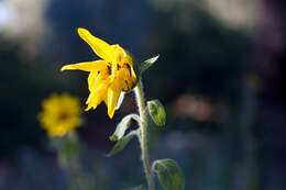 Image of common sunflower