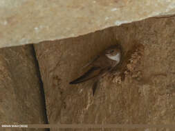 Image of Eurasian Crag Martin