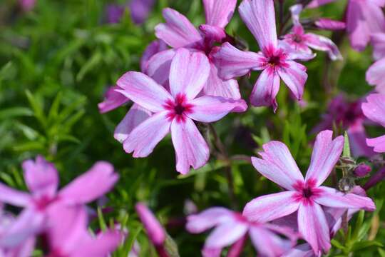 Image of moss phlox