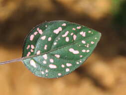 Hypoestes phyllostachya Baker resmi