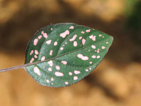 Image of polkadot-plant