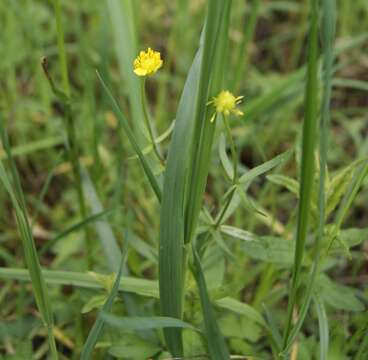 Image of Goldilocks Buttercup