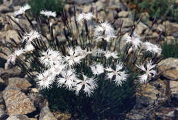 Image of Dianthus petraeus Waldst. & Kit.