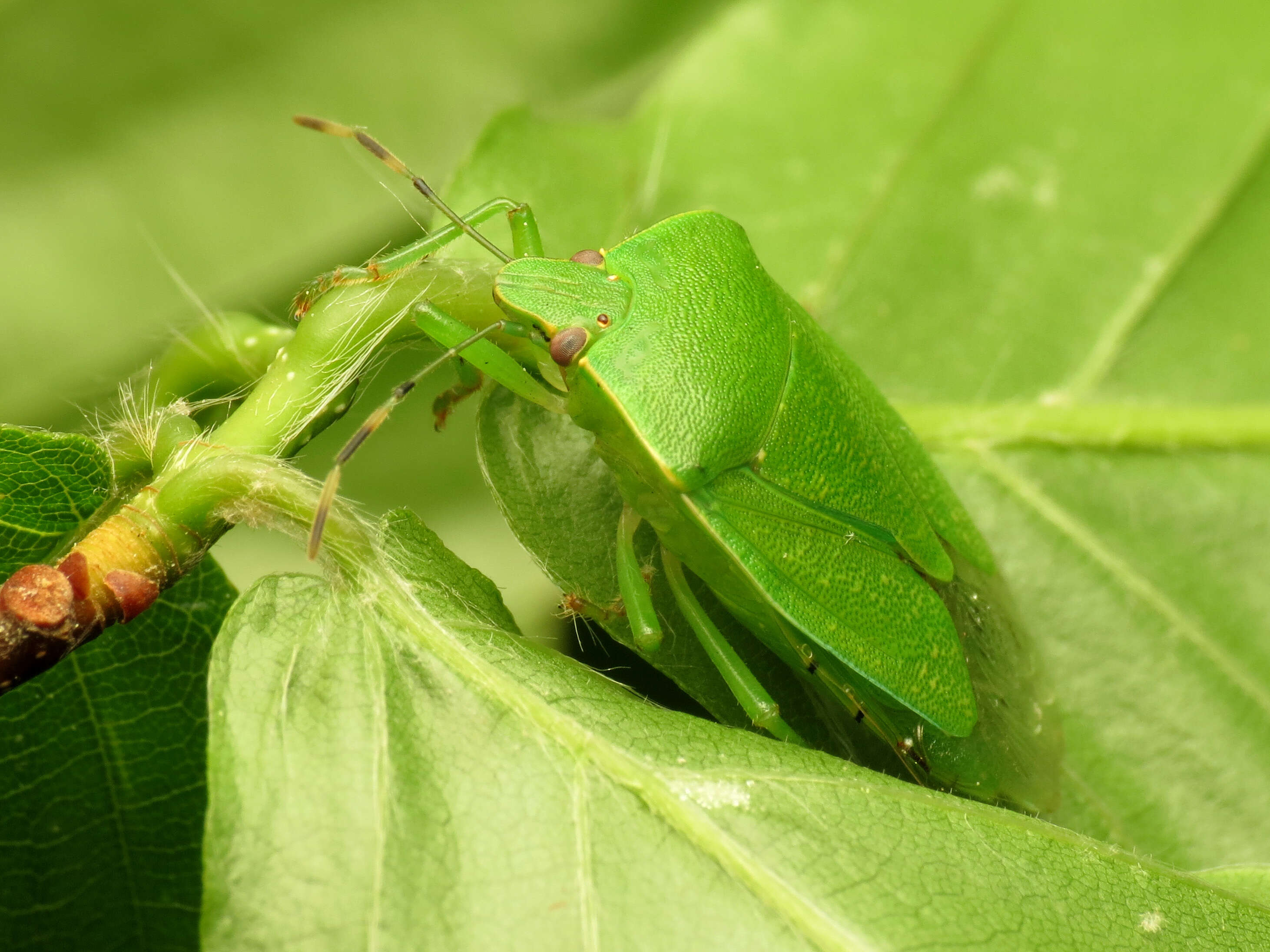 Image of Green stink bug