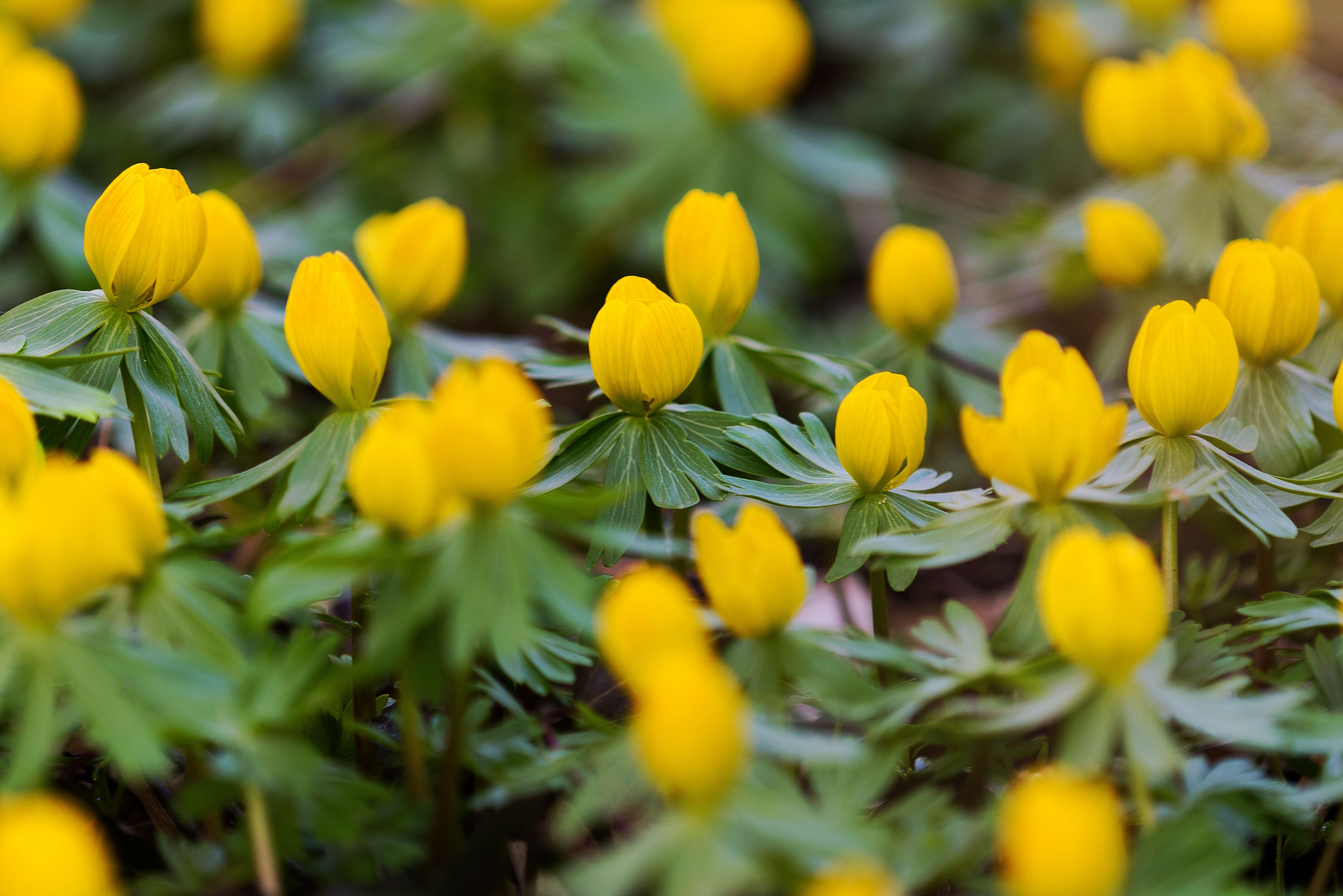 Image of eranthis