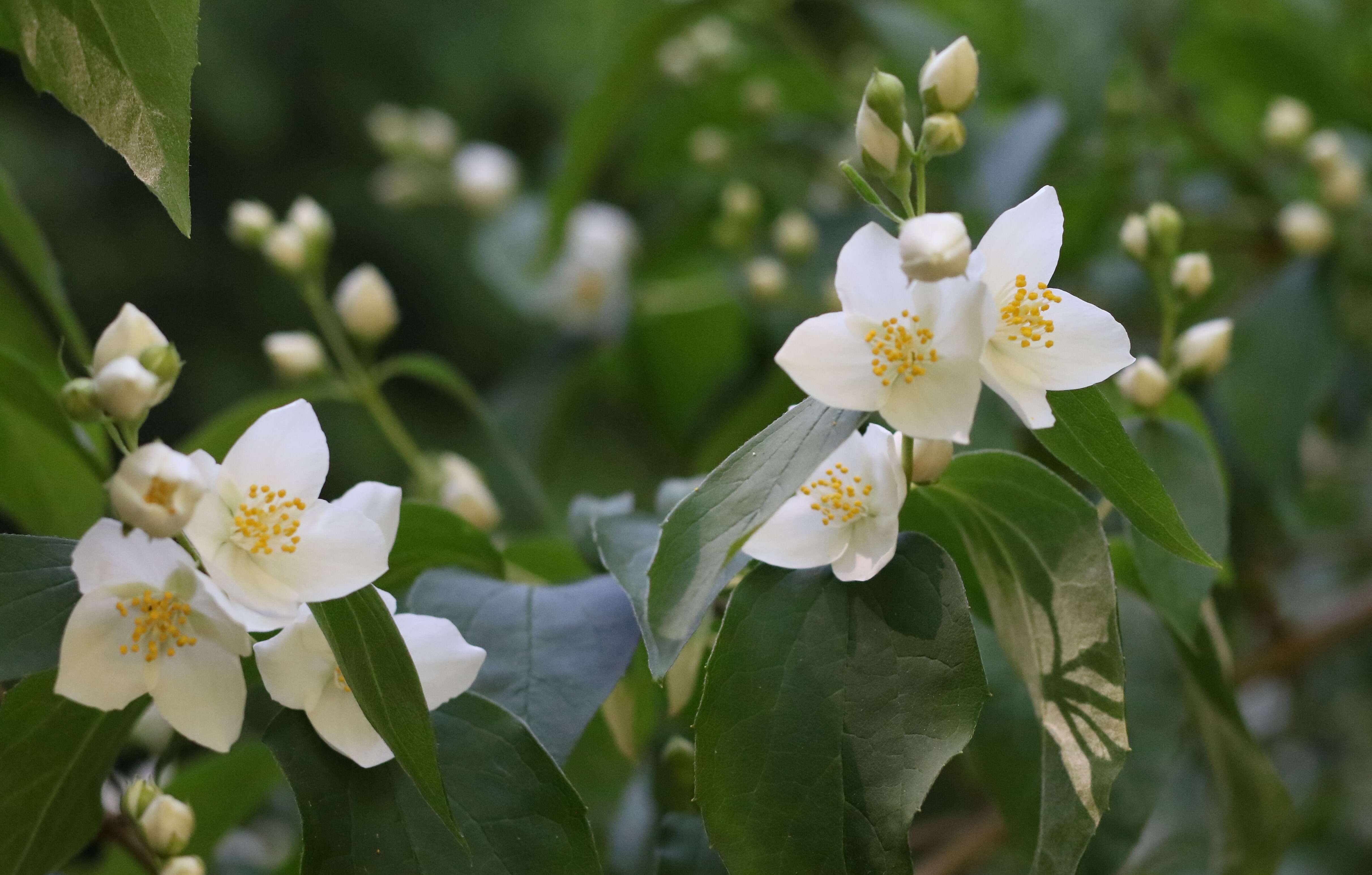 Image of sweet mock orange