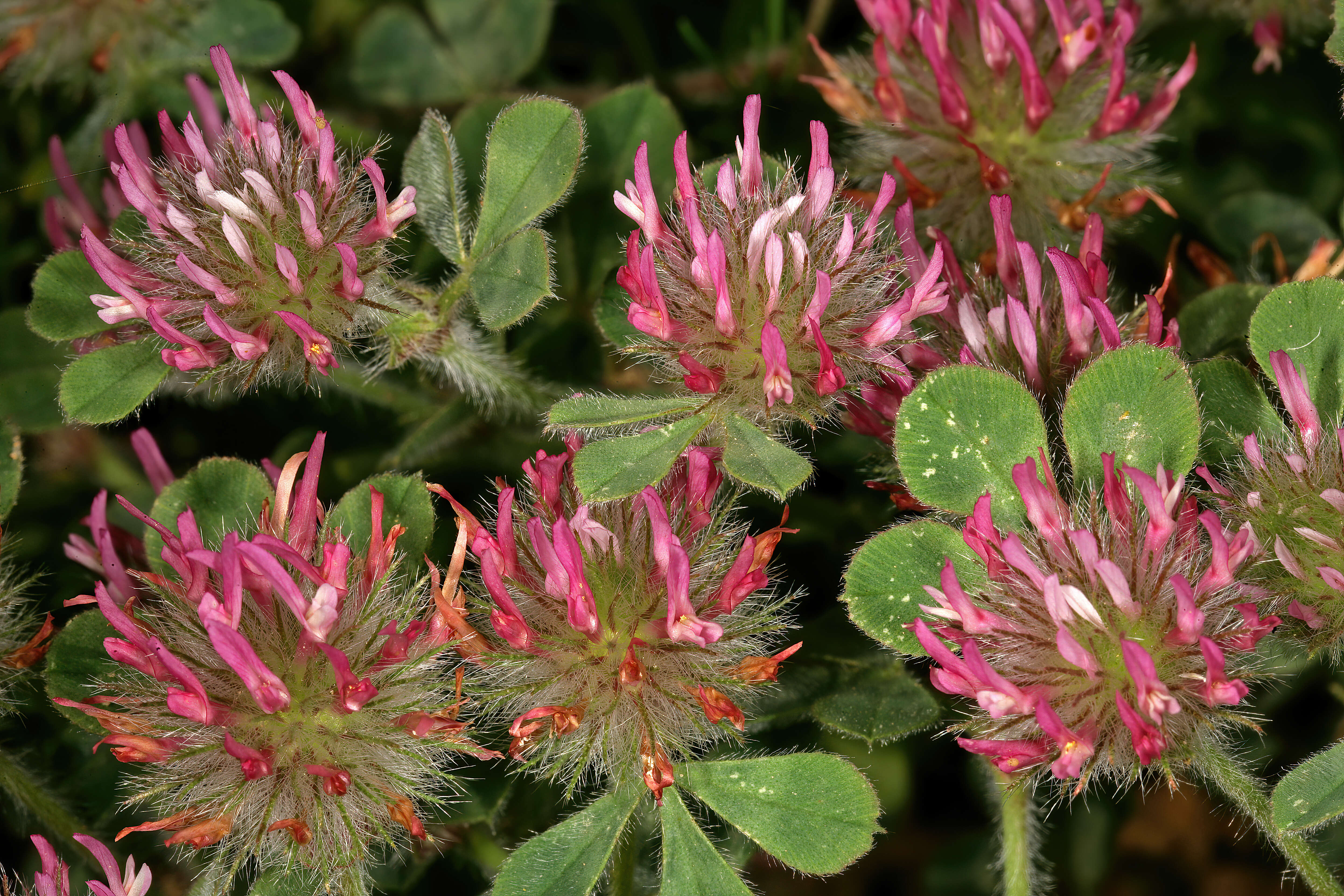 Image of rose clover