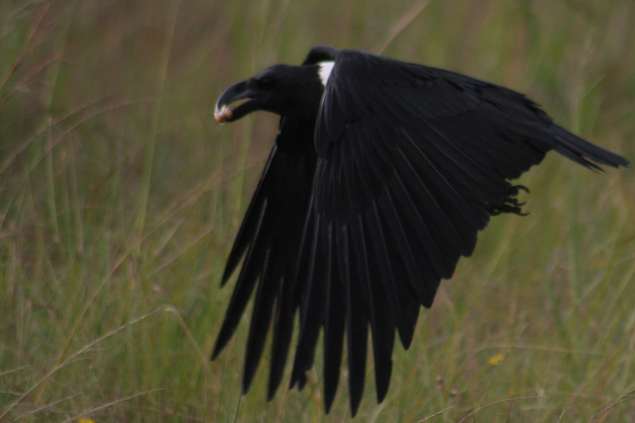 Plancia ëd Corvus albicollis Latham 1790