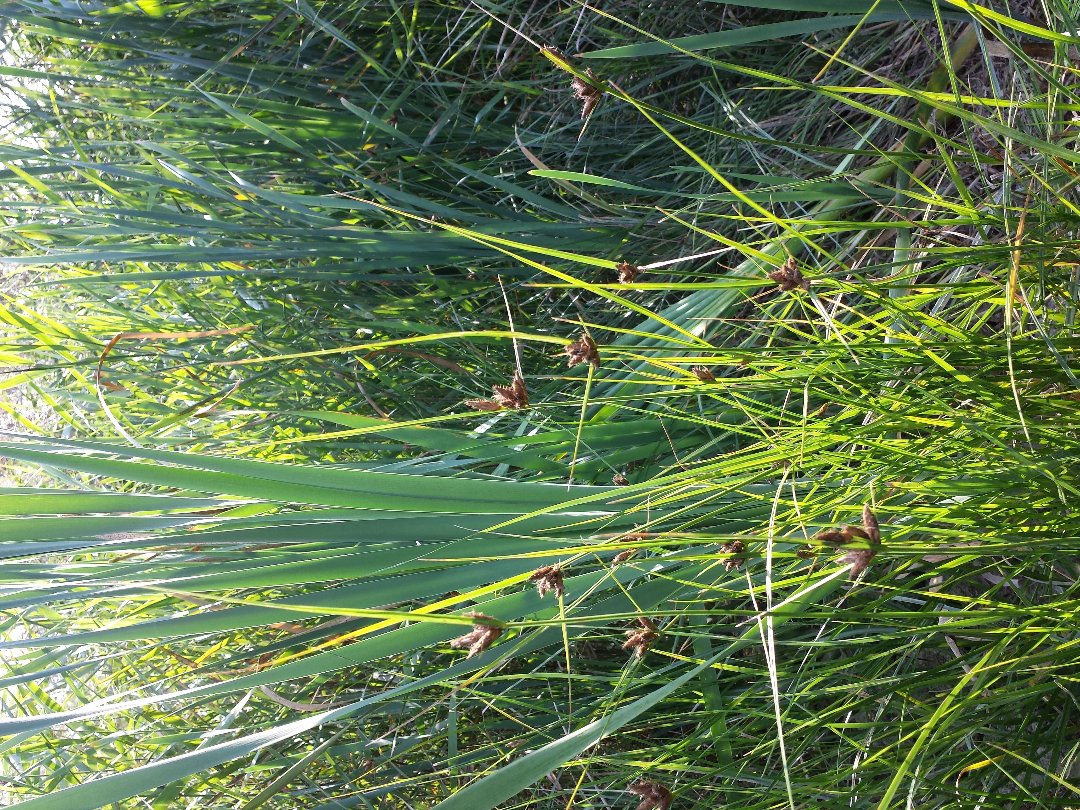 Image of Bolboschoenus planiculmis (F. Schmidt) T. V. Egorova